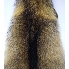 Єнотовидна собака